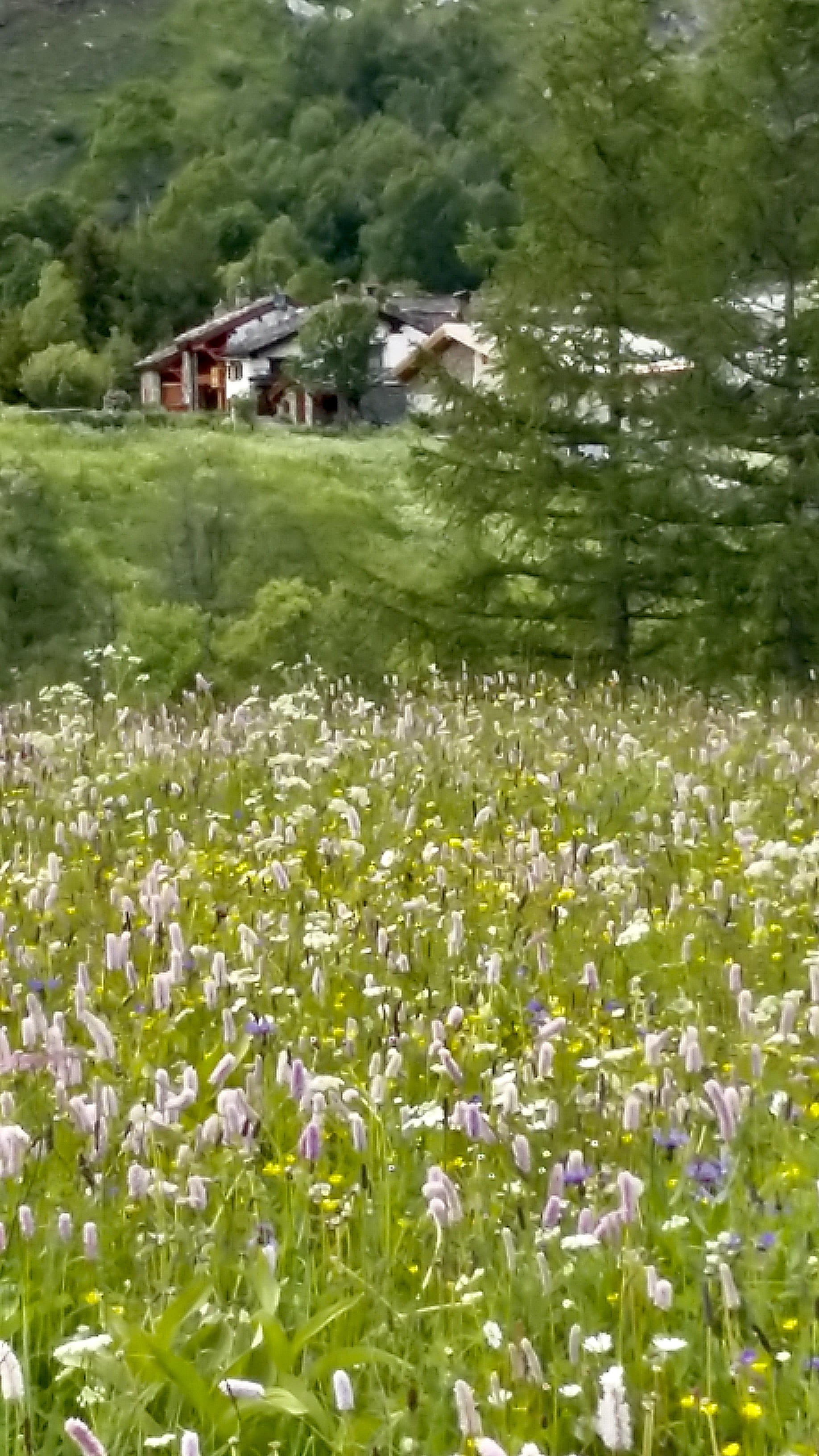 toujours le printemps....