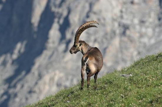 le bouquetin ... majestueux!