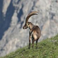 le bouquetin ... majestueux!
