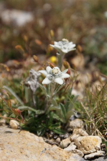 l'edelweiss