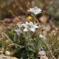 l'edelweiss