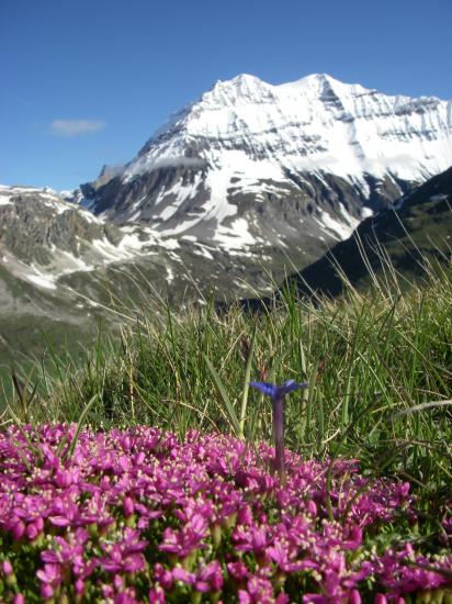 Randonnée au milieu des fleurs....