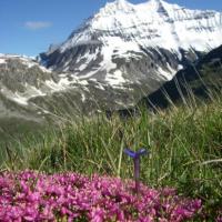 Randonnée au milieu des fleurs....