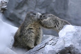 Marmottes