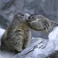 Marmottes